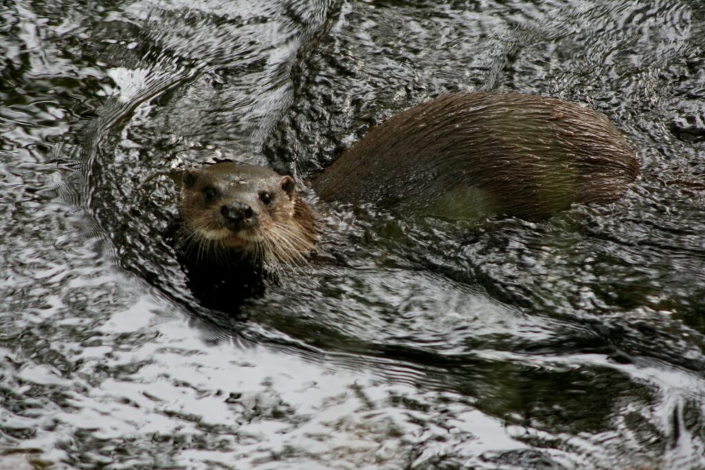A close-up of an otter swimming in the Water of Leith.