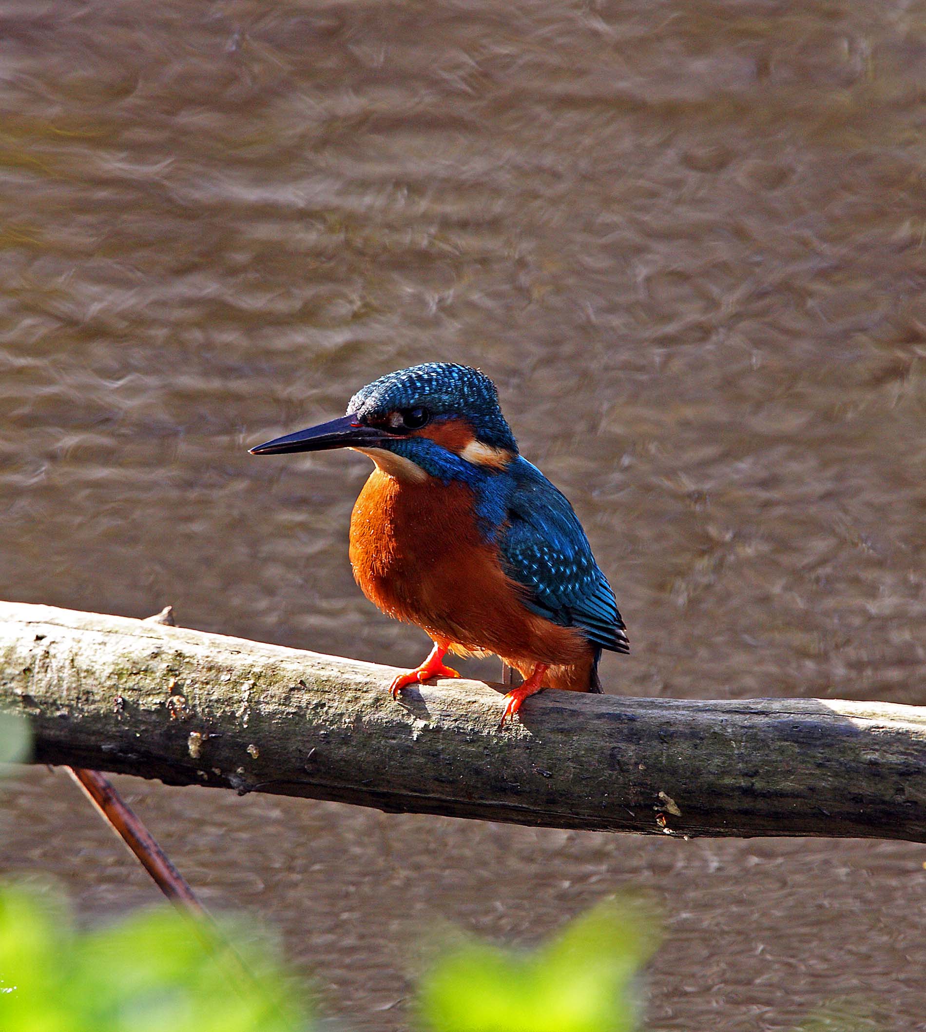 A close-up of a kingfisher.