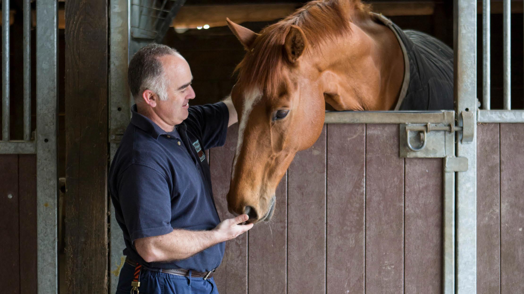 Vetsolutions Photography